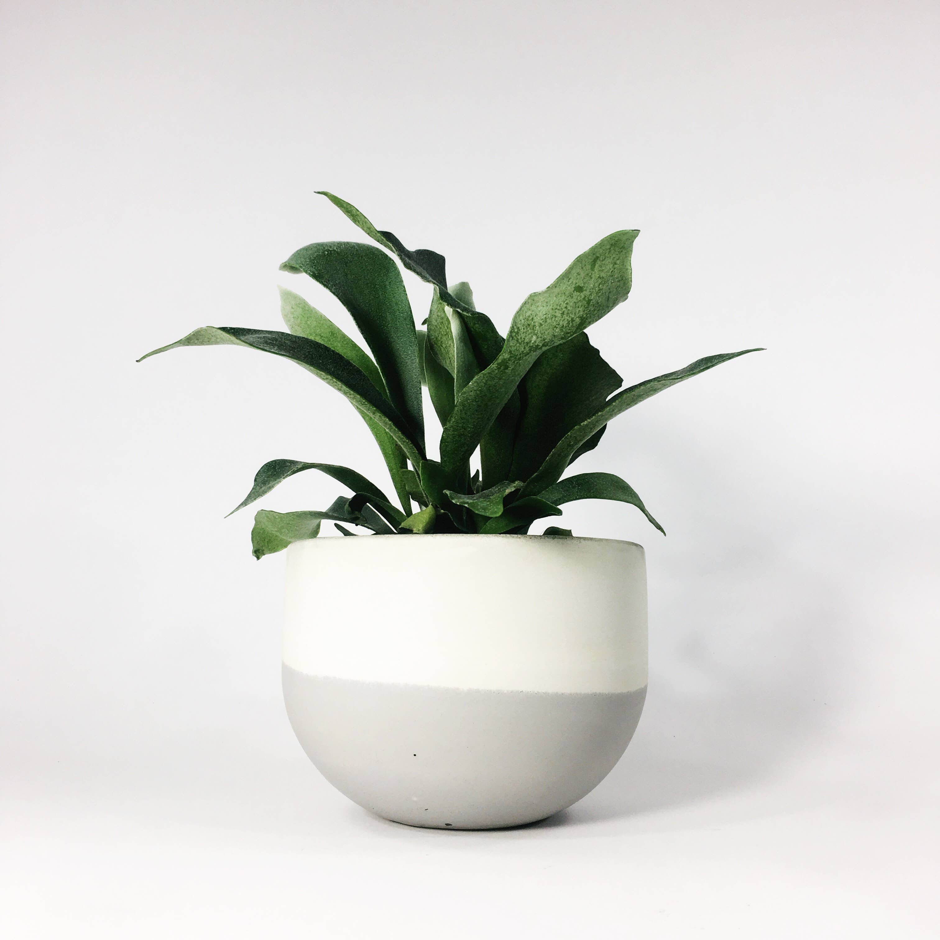 Settlewell - Wholesale Plant Pot - 6" Concrete Bowl Planter / 16 Colors3