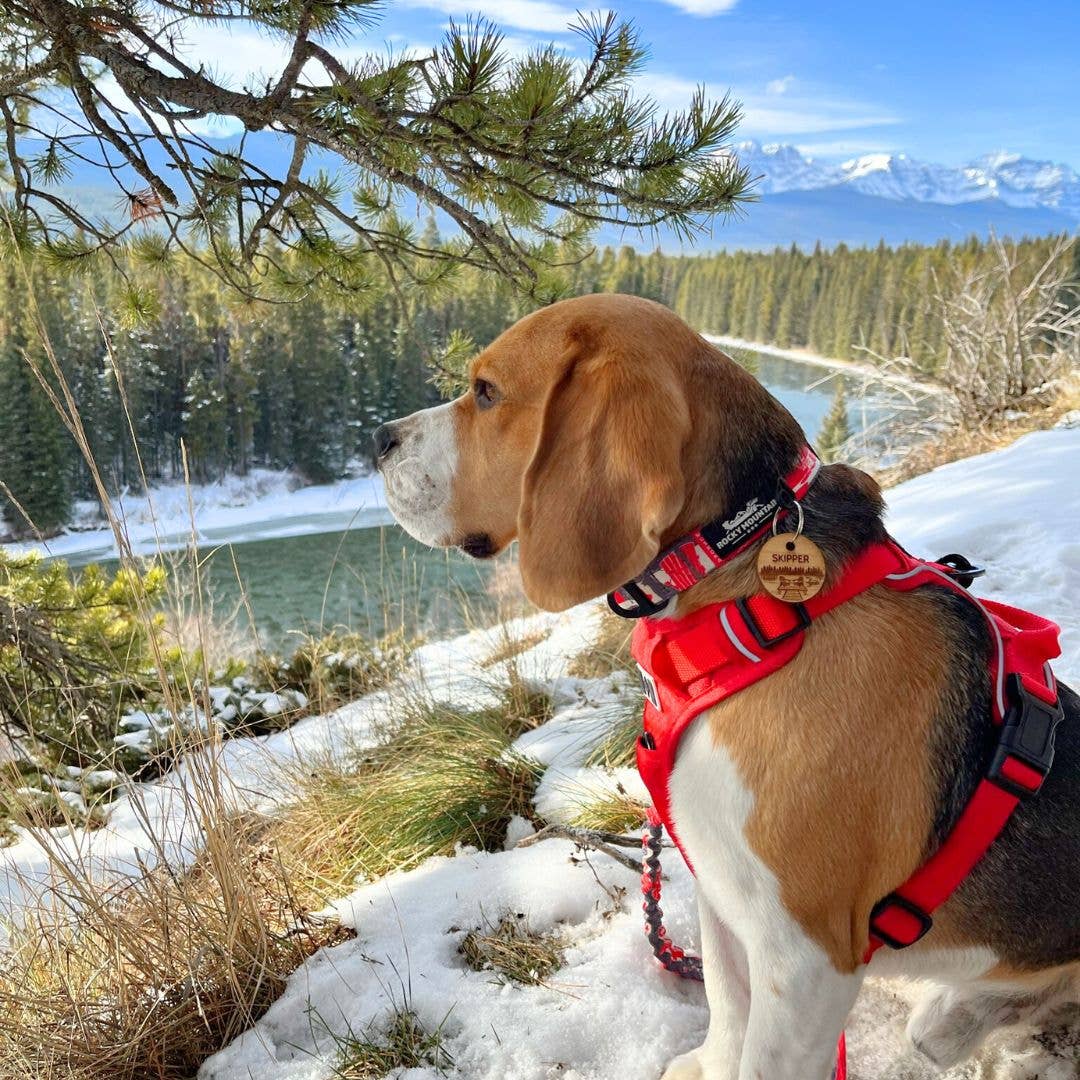 Rocky Mountain Dog - Wholesale Pet Harness - Dog - All-Terrain Dog Harness – Summit, No-Pull13