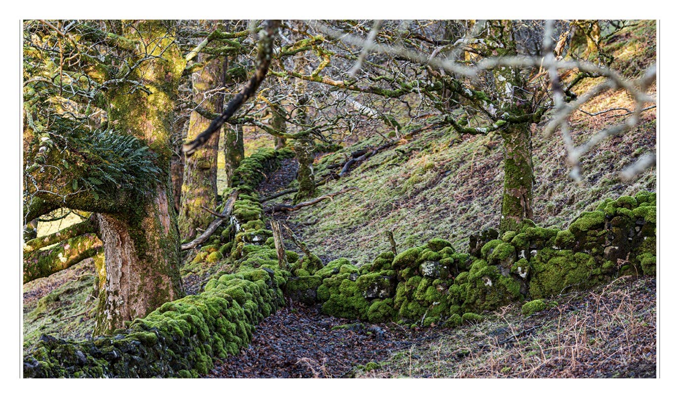 Penguin Random House LLC - Wholesale History & Geography - Scotch4