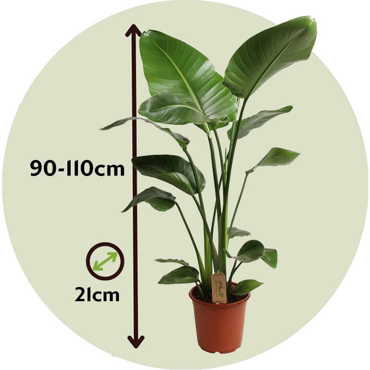 Oasis of Life - Wholesale Live Plant - Strelitzia Bird of Paradise – Strelitzia nicolai – Height 90–110cm – Ø21cm – Tropical houseplant with large green leaves – Exotic banana plant – Incl. 10L Pokon potting soil3