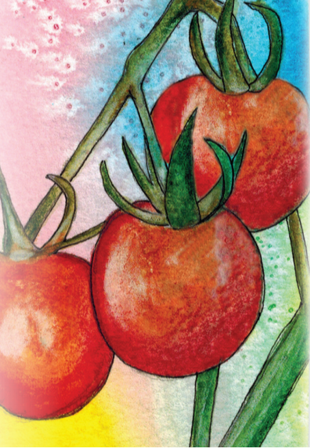 Sow True Seed - Vente Graines de plantes - Graines de tomates cerises - Tiny Tim1