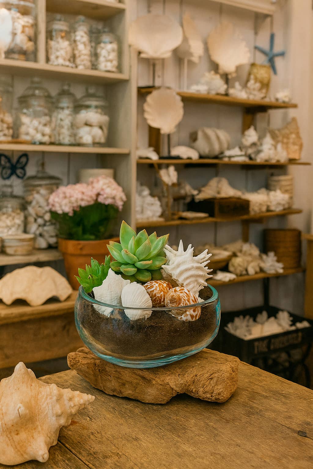 Asia West - Wholesale Terrarium - Hand-Blown Glass Bowl on Driftwood Base