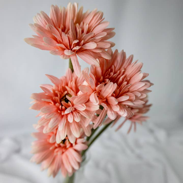 Realistic Artificial Flowers - Wholesale Artificial flowers - Pale Pink Gerbera Real Touch - Realistic Artificial Flowers 1