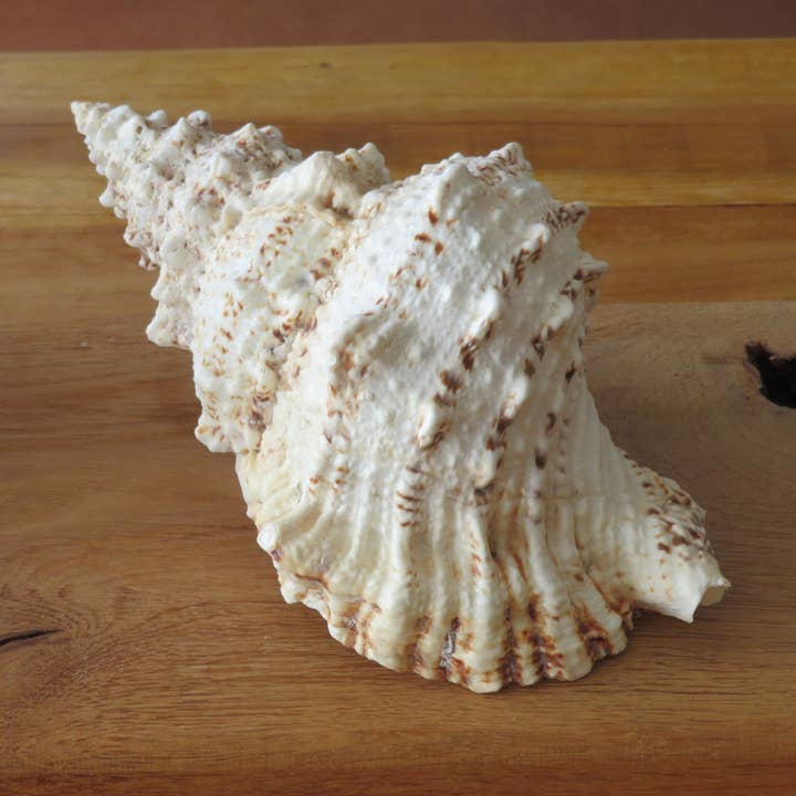 Mengkudu per la vendita all'ingrosso da parte di Product Import Holland