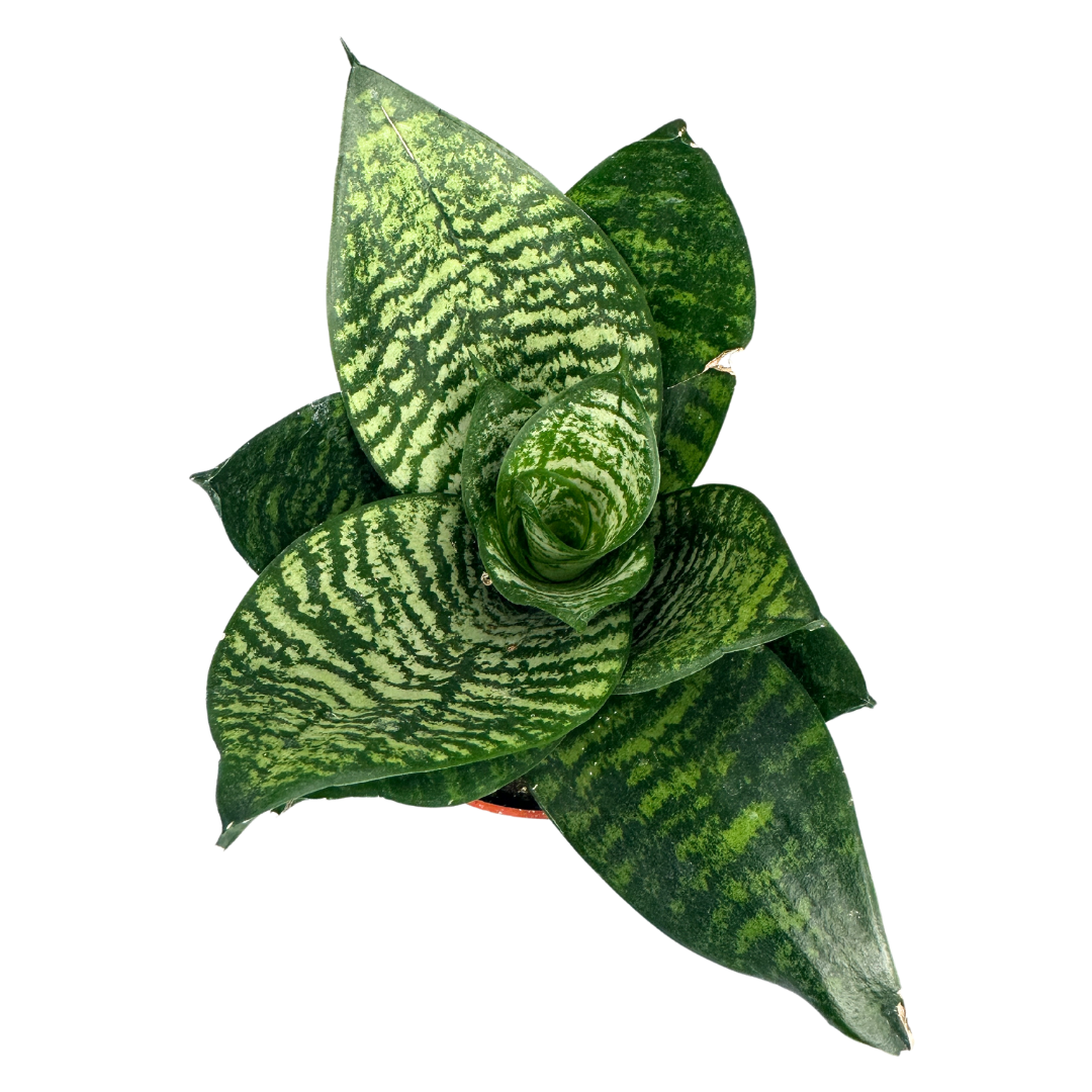 Flow State - Wholesale Live Plant - 4" Sansevieria Star Power Assorted (Sansevieria trifasciata)6