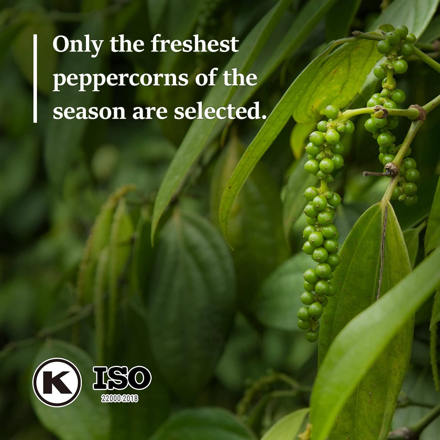 soeos – Pimenta por atacado – Soeos Whole White Peppercorns, 18 oz9