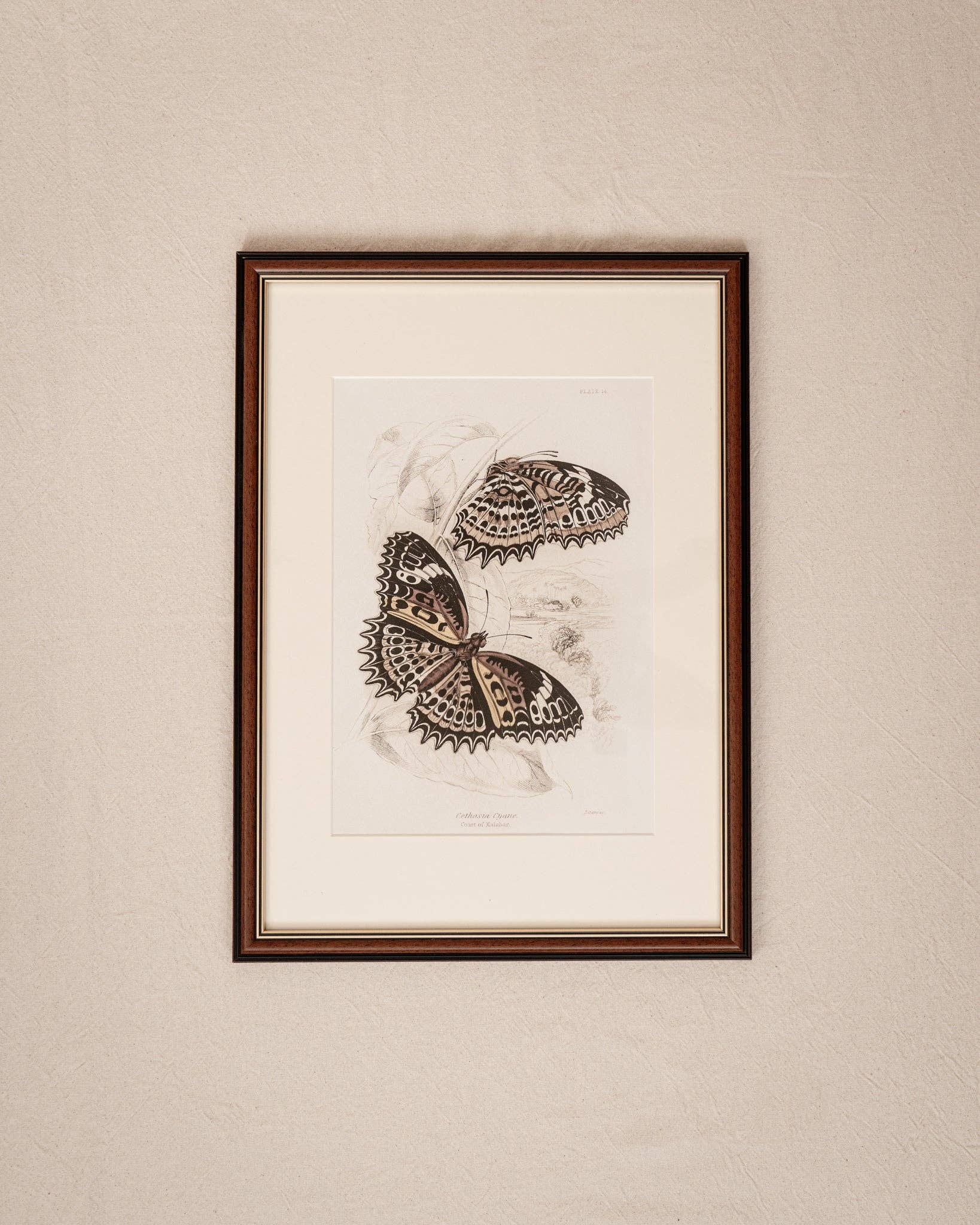 Coultura - Wholesale Gallery Wall Set - Framed Set of Six Vintage Butterfly Art Prints (Classic Teak Frame Collection)5
