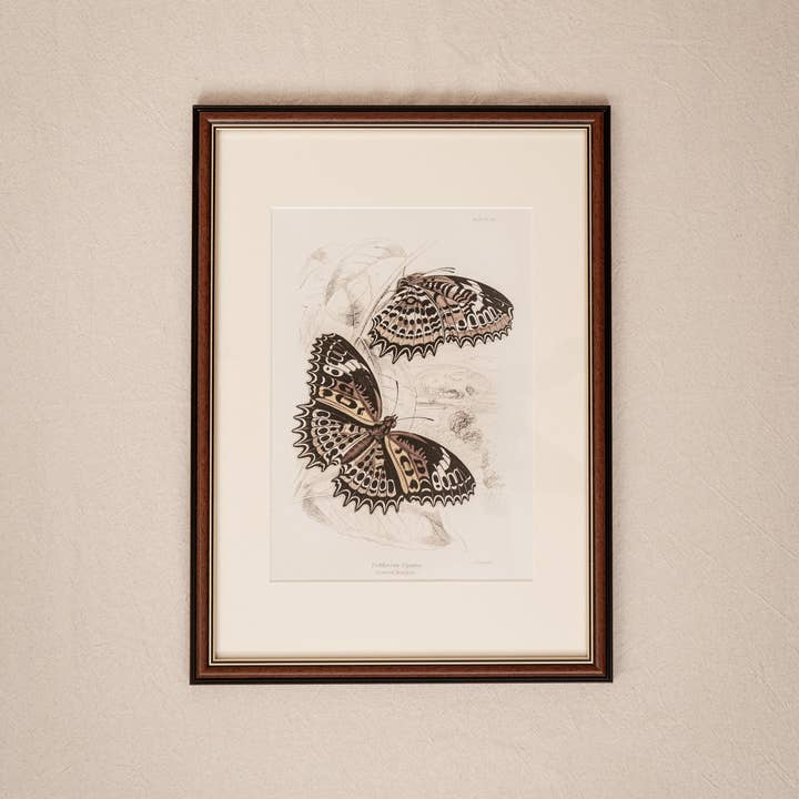 Coultura - Wholesale Gallery Wall Set - Framed Set of Six Vintage Butterfly Art Prints (Classic Teak Frame Collection)5