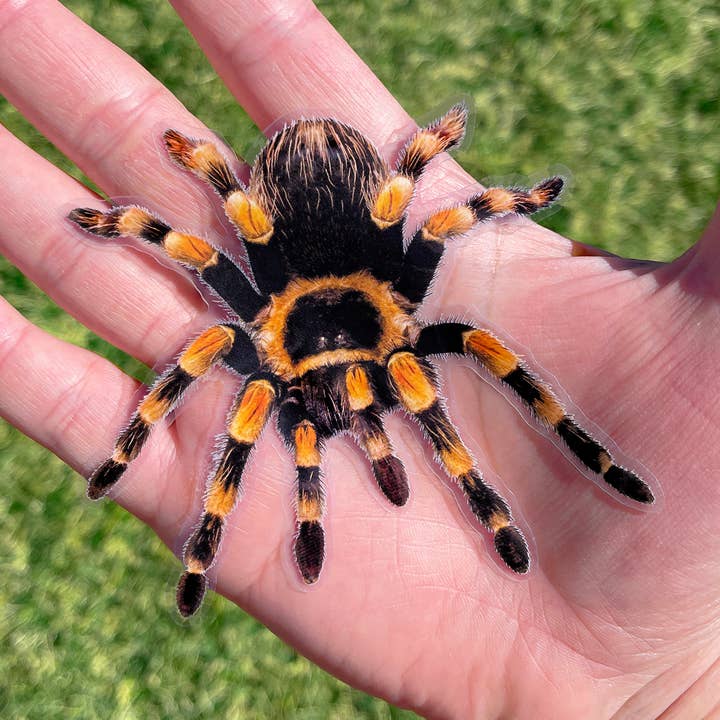 PRANK CLEAR STICKER: Tarantula (April Fools Practical Joke) for wholesale by Ryan McCulloch Art