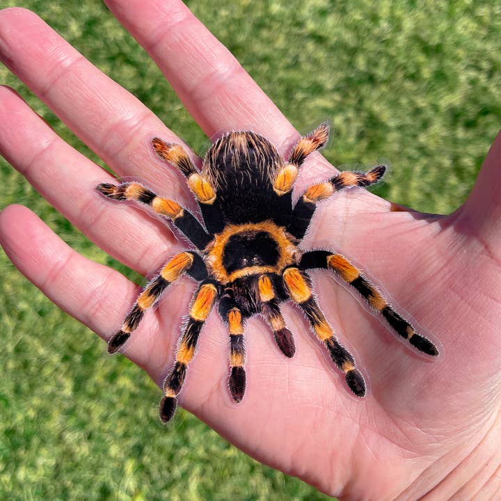 AUTOCOLLANT TRANSPARENT FARCE : Tarentule (Poisson d'avril Blague Pratique) pour la vente par Ryan McCulloch Art