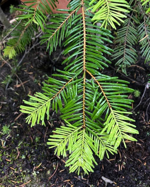 Stick Outside - Wholesale Sticker - Oregon Grand Fir Sticker2