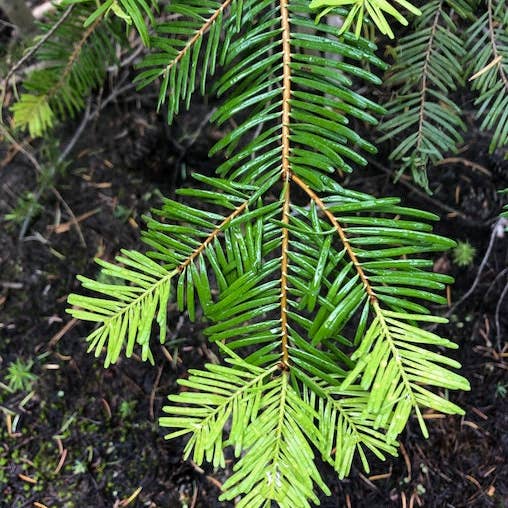 Stick Outside - Wholesale Sticker - Oregon Grand Fir Sticker2