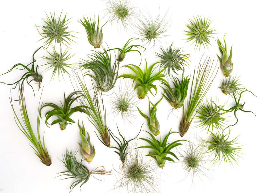 Airplant Direct - Venta al por mayor Plantas naturales - Paquete de plantas de aire Tillandsia 10, 15, 25, 301