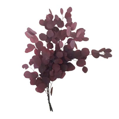 PRESERVED EUCALYPTUS POPULUS for wholesale by Concari.flores Preservadas