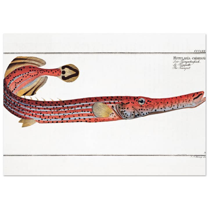 Fistule chinoise pour la vente par Maison de Paloma