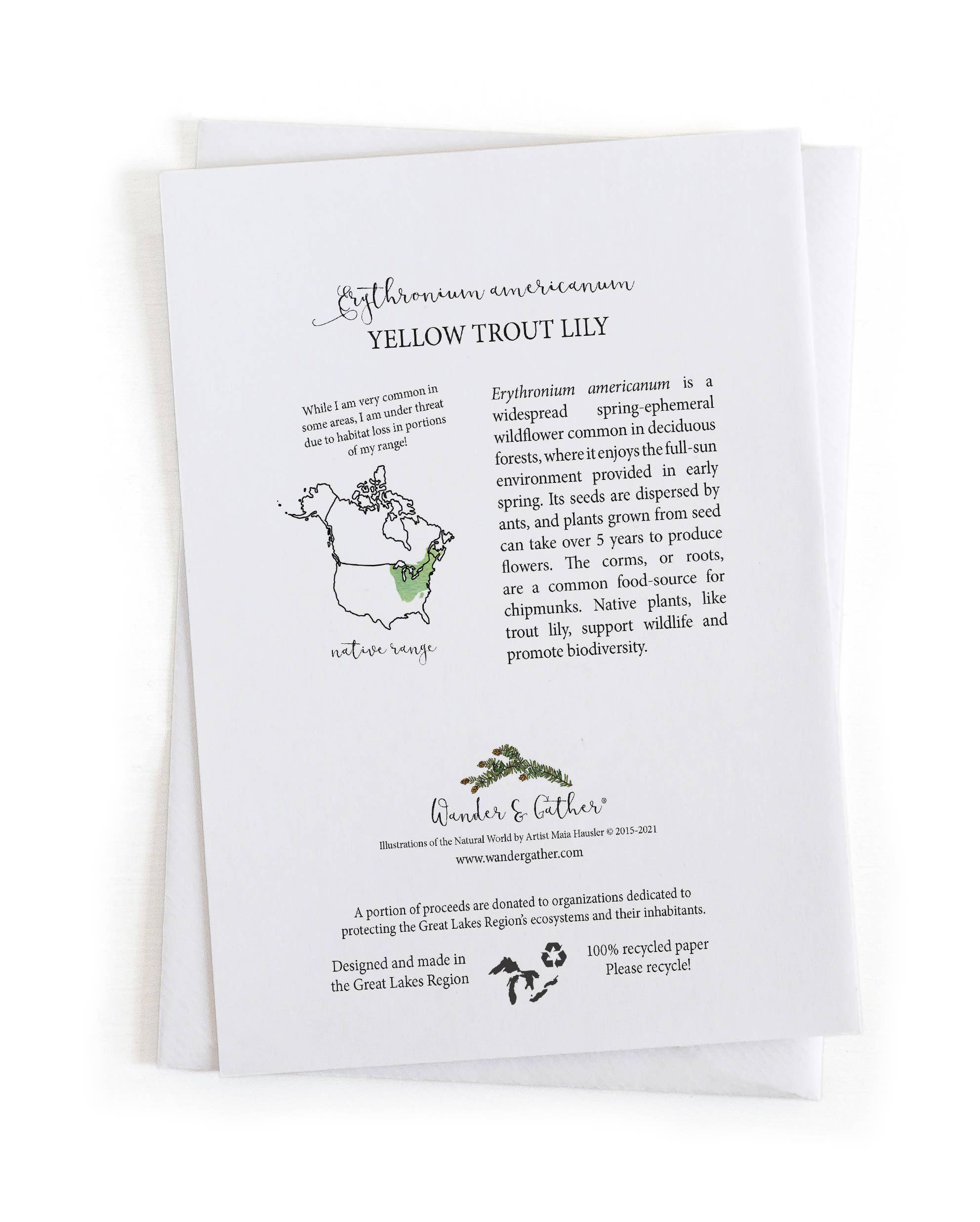 Wander & Gather - Wholesale Everyday Greeting Card - Yellow Trout Lily Spring Wildflower Botany 5x7 Card1