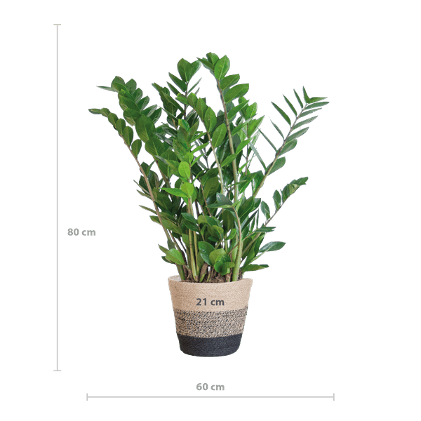 Oasis of Life - Wholesale Live Plant - Zamioculcas Zamiifolia ZZ Plant – robust houseplant ↕80cm Ø21cm – easy-care emerald palm in sustainable Viber pot black1