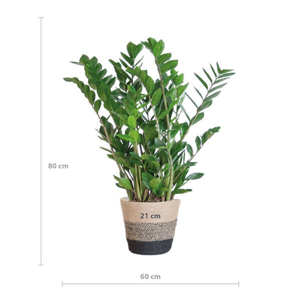 Oasis of Life - Wholesale Live Plant - Zamioculcas Zamiifolia ZZ Plant – robust houseplant ↕80cm Ø21cm – easy-care emerald palm in sustainable Viber pot black1