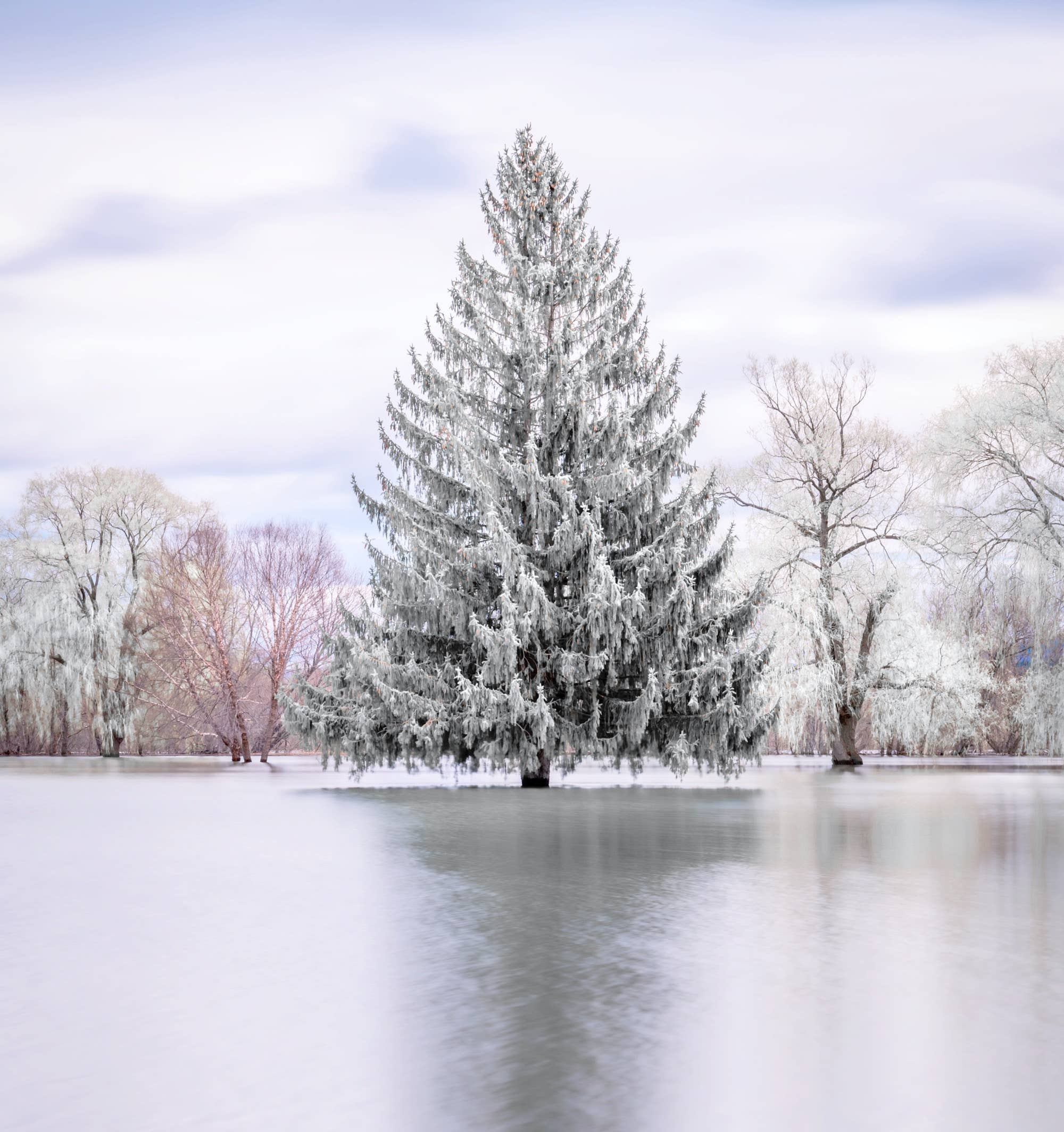 MISS MERLE Duftmanufaktur - Wholesale Jar/Filled Candle - Christmas Candle SNOW FIR – Winter Scented Candle with Fir Scent4