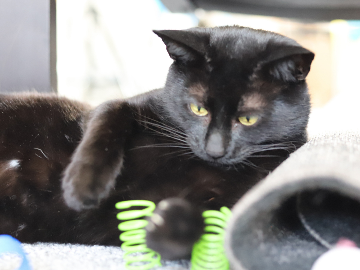 Meow Avenue - Venta al por mayor Juguete - Gatos - ¡Resortes Gato Miau!2