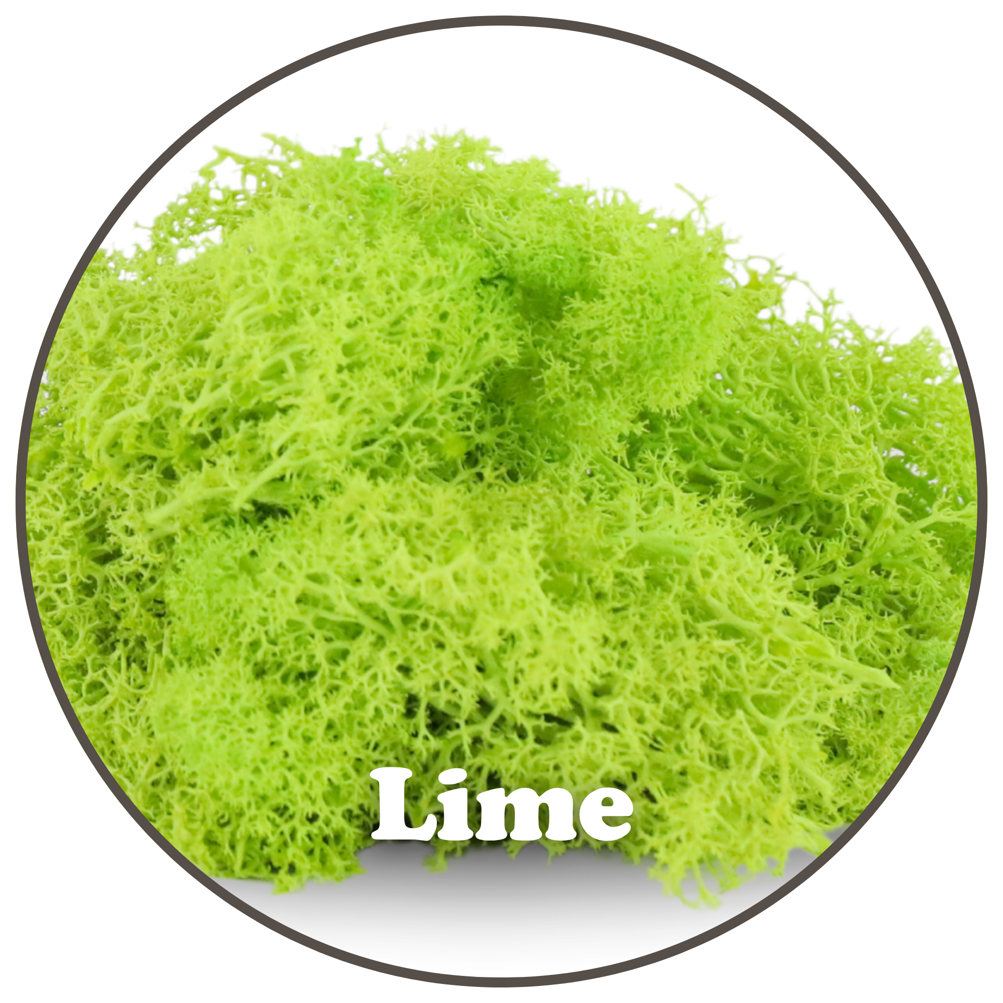 Mossify - Wholesale Planting/Potting Soil - Premium Reindeer Moss (100g & 250g)6