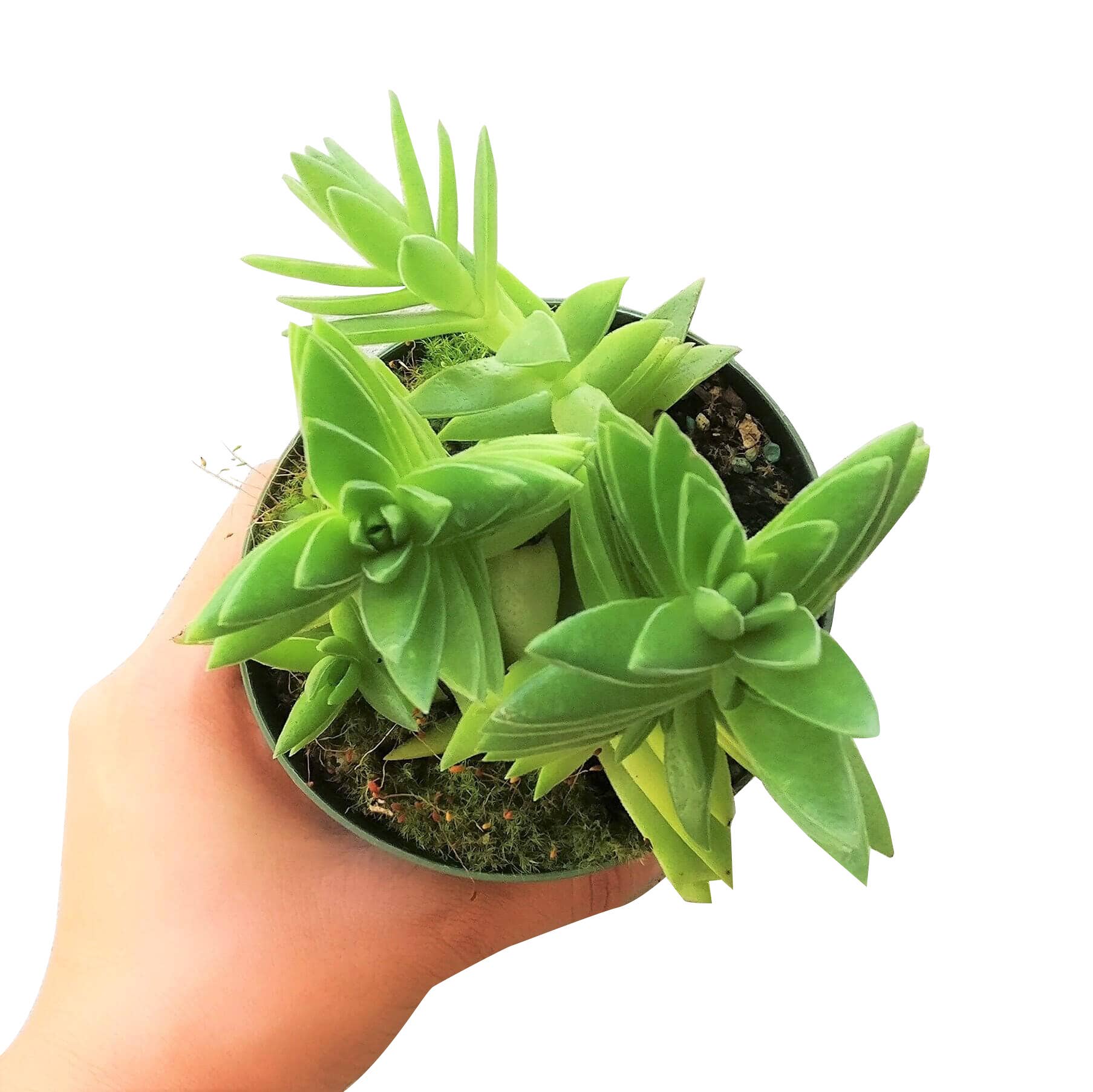 Best Plant Friend - Wholesale Succulent - Red Pagoda Shark Tooth -Crassula capitella 2/4in8