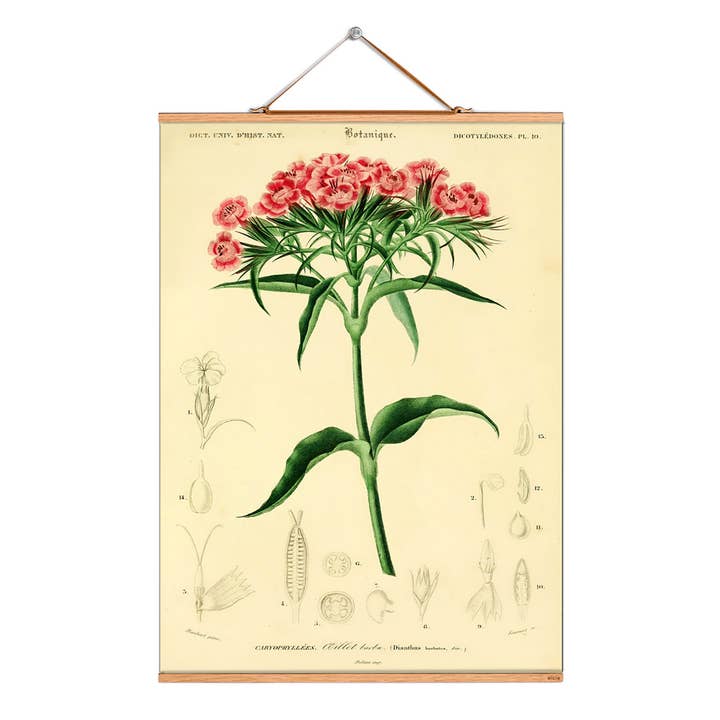 Rollbild Illustration # 208 / Pflanzen / Bartnelke für den Großhandel von Eicie