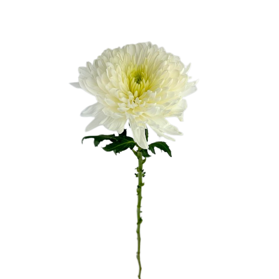 Metro Flower Market - Wholesale Fresh Cut Flowers - Chrysanthemum Cremone White - Fresh Cut Flowers0