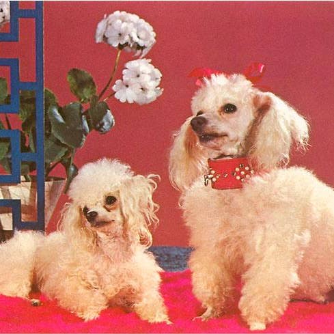 Art Print NP-412 Two Poodles for wholesale by Found Image Press