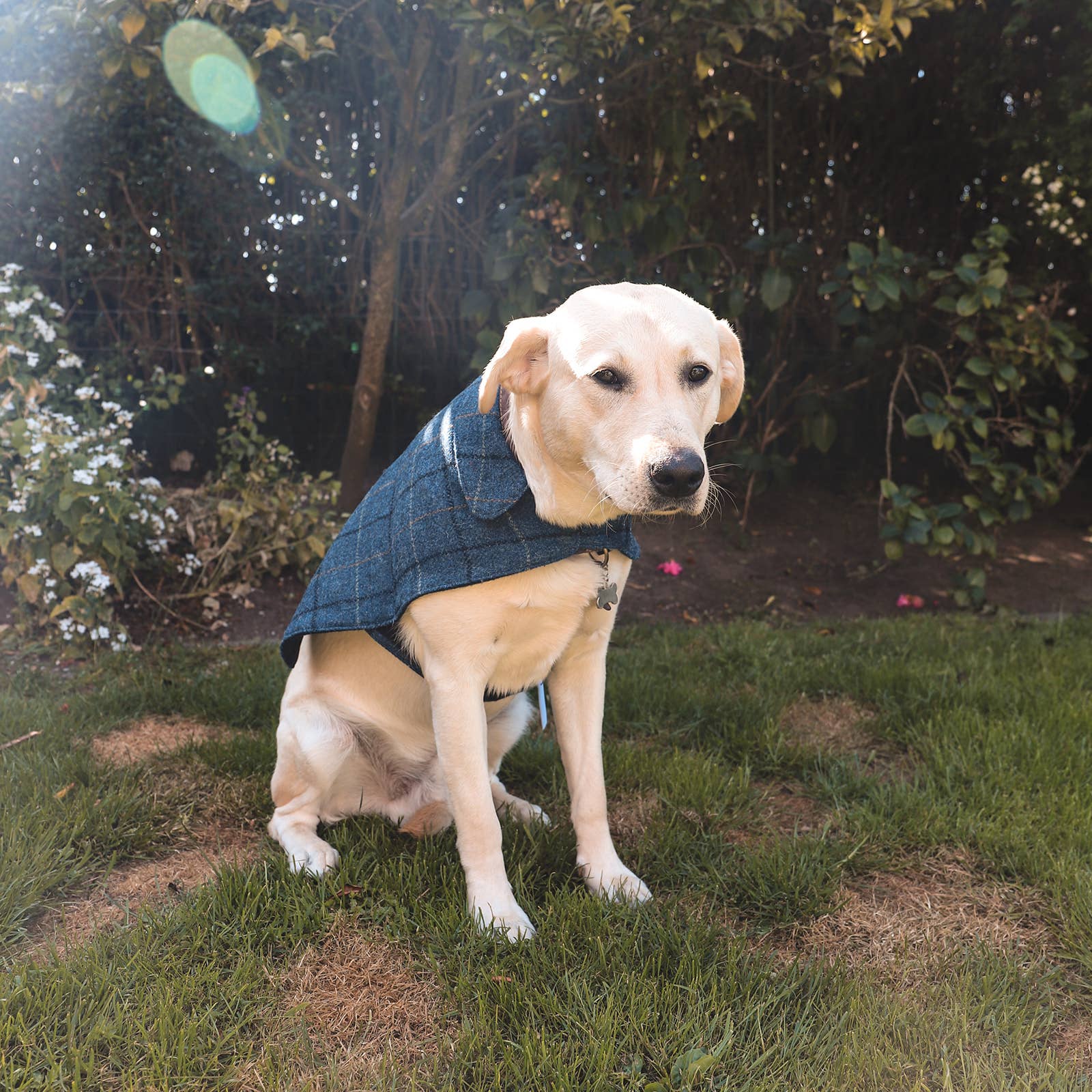 Ibrand - Vente Veste – chien - Veste tartan pour chien en Harris Tweed - Manteau pour animal de compagnie13