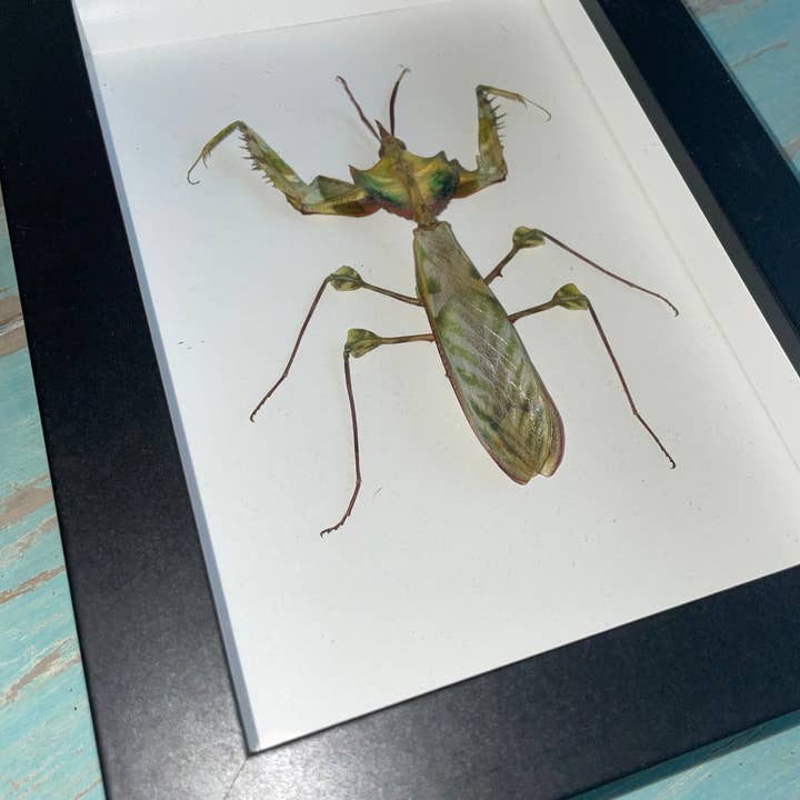 Idolomantis diabolica in einem schwarzen Rahmen für den Großhandel von Newman Art Designs