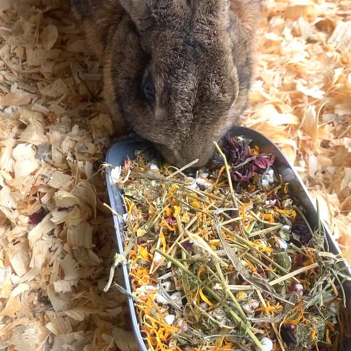 Dahlia Pets - Wholesale Pet Supplement - Not Cat/Dog - BunLuv Hay & Herb Treat For Rabbits, Guinea Pigs, Hamsters, & Chinchillas