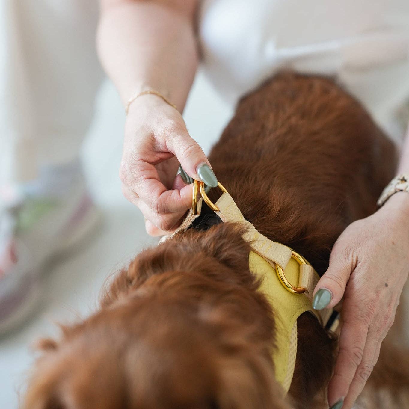 Cavology - Wholesale Pet Harness - Dog - DOG HARNESS STEP IN EASY-O - Butter Yellow6