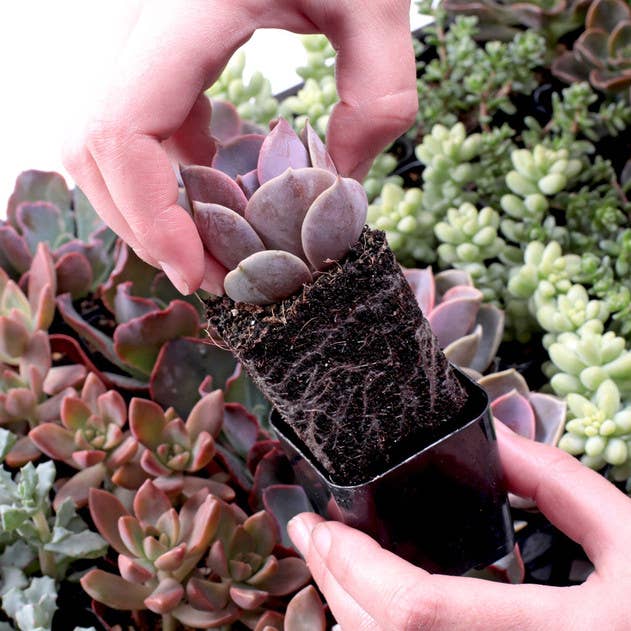 Mountain Crest Gardens - Wholesale Succulent - Ultimate Variety Succulents 50-Pack (50 Varieties, 2" Pots)