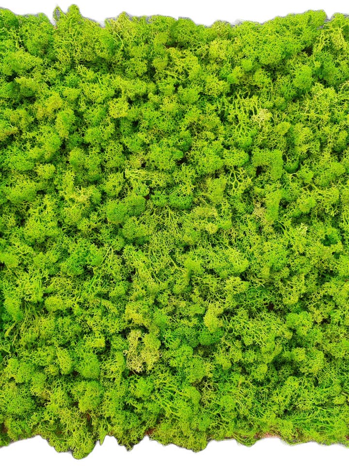 Lysgrøn stabiliseret rensdyr-mose fra Moss House for engroshandel hos Moss House