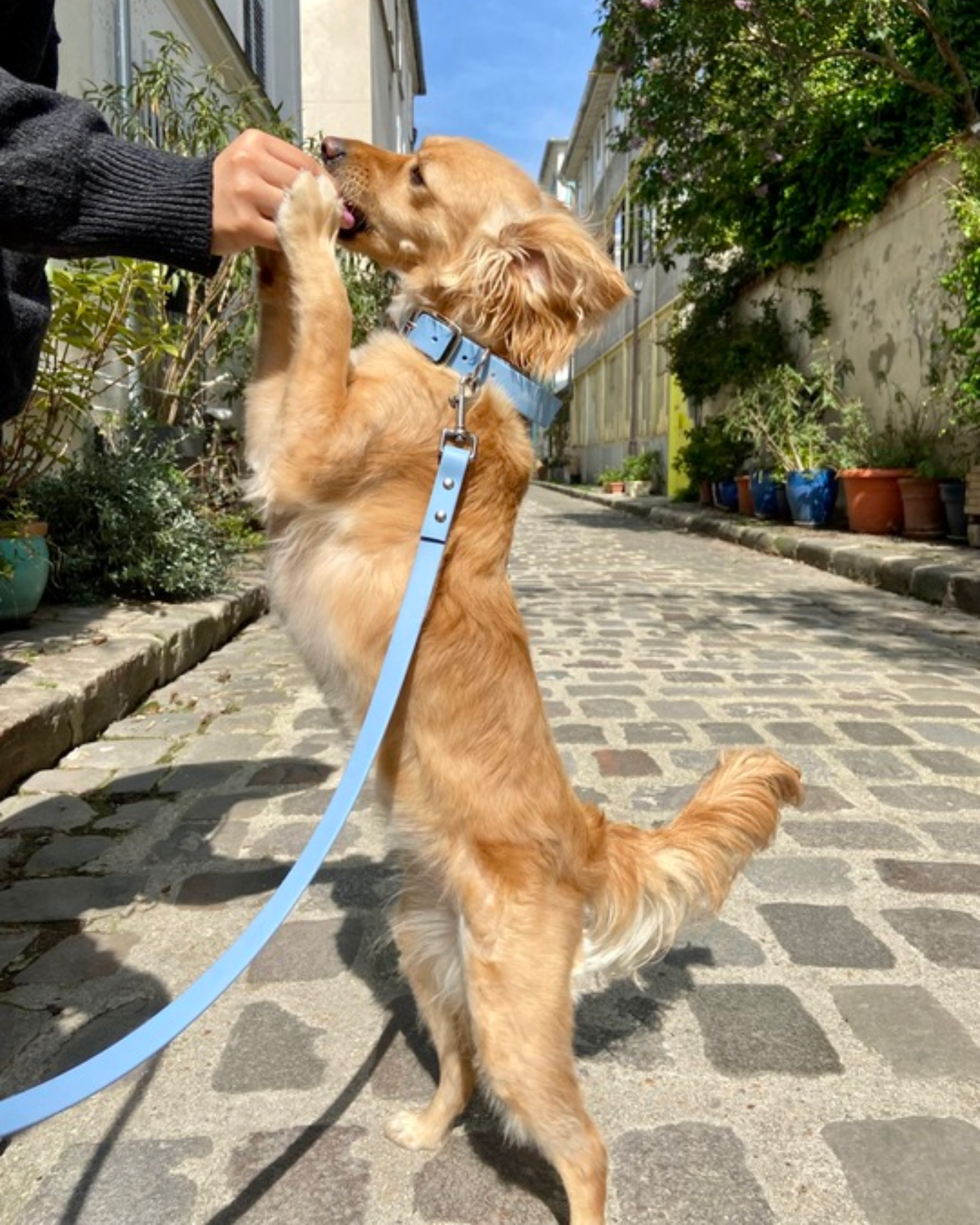 Ploouf Dogs - Wholesale Pet Collar - Dog - Glacier blue “soft touch” dog collar1