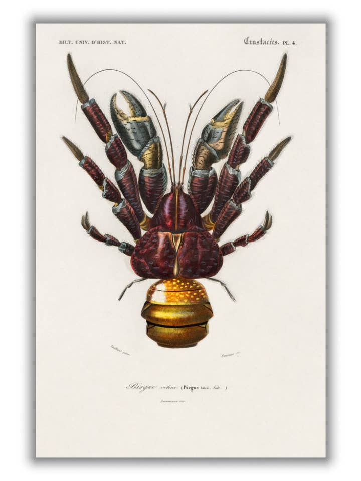 Kokoskrab voor wholesale door Stanley Print House