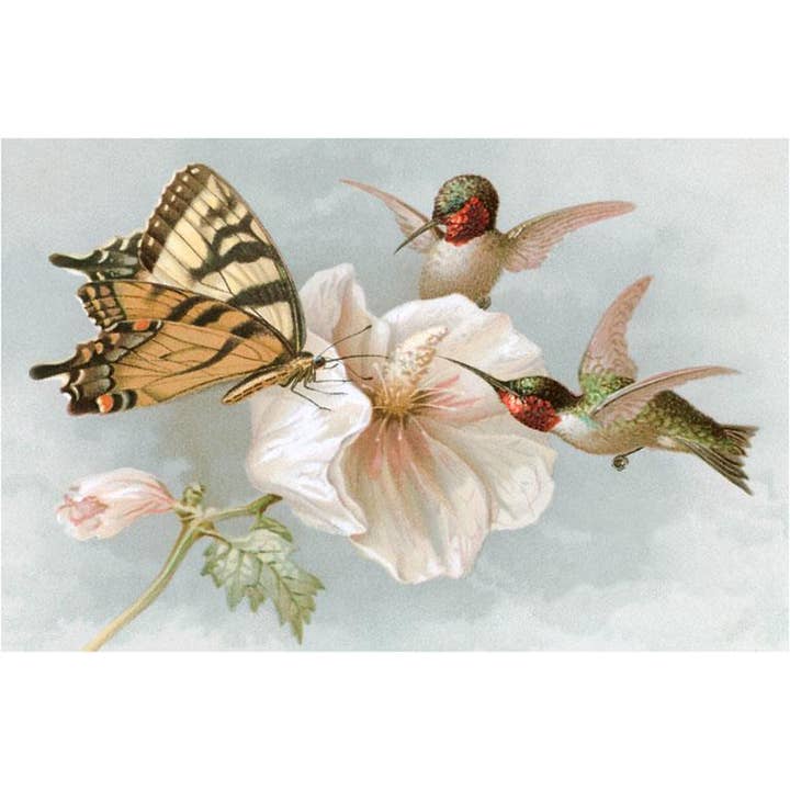 Postkarte BD-81 Kolibris, Hibiskus und Gelber Schwalbenschwanz für den Großhandel von Found Image Press