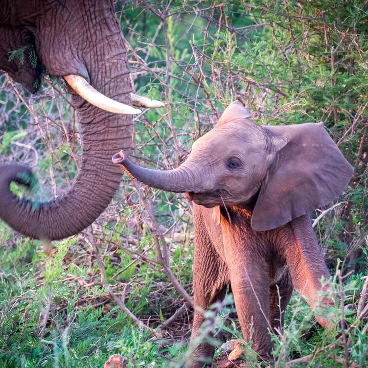 Bambino elefante africano, decorazione da parete su tela, decorazione per la casa per la vendita all'ingrosso da parte di Richard Miles Photos