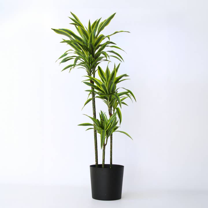 Dracaena Lemon Lime – Altezza 130–140cm – Ø24cm – Grande albero del drago con foglie bicolori – Pianta d'appartamento facile da curare e purificatrice d'aria – Ideale per soggiorno e ufficio per la vendita all'ingrosso da parte di Oasis of Life