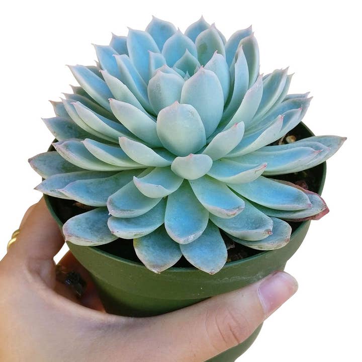 Best Plant Friend - Wholesale Succulent - Echeveria Violet Queen - Blue Rosette Succulents 2/4in