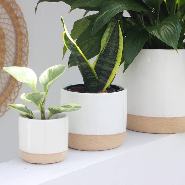 Mini Ceramic Planter Pot White on Beige for wholesale by Sprout & About