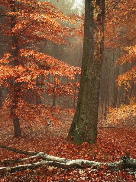 Promenades en Forêt | Bougie de Luxe en Cire de Soja pour la vente par Willow & Wick Candles