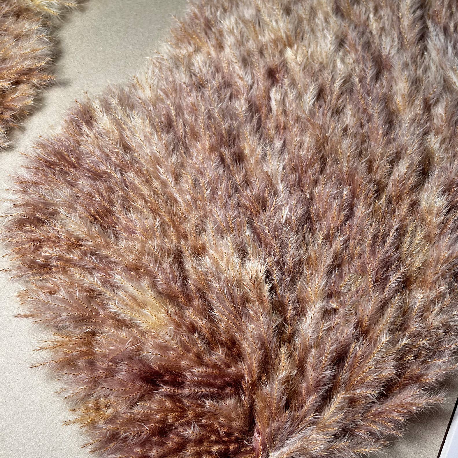 2626 Designs - Wholesale Wall Accent - Angel Wing Wall Art Made From Preserved Pampas Grass 40"3