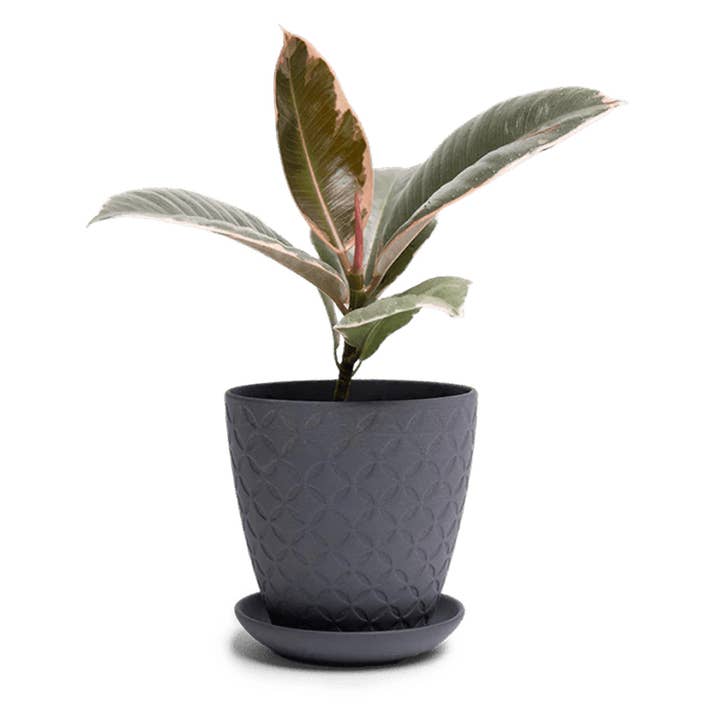 Virago Black Pot And Saucer 48pc Kit - Medium for wholesale by Chive