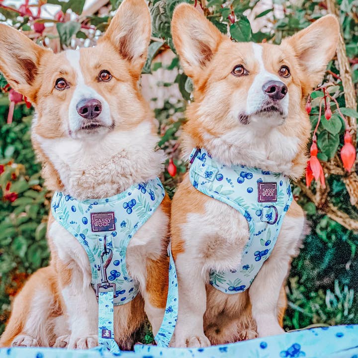 SASSY WOOF - Wholesale Pet Harness - Dog - Dog Adjustable Harness - Berry Sassy (Fruits)17