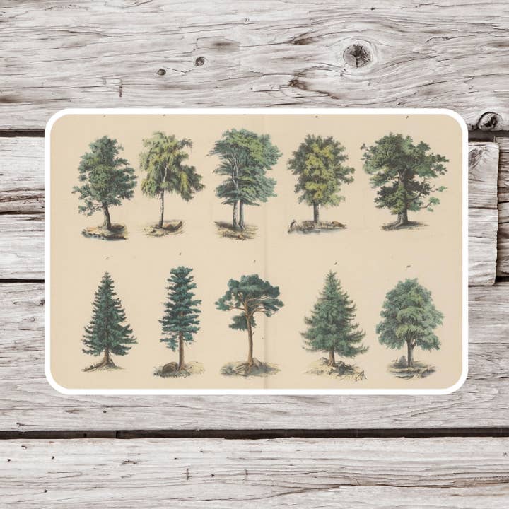 NatureCuts - Wholesale Sticker - Tree Sticker, Botanical Sticker, Natural History Sticker0