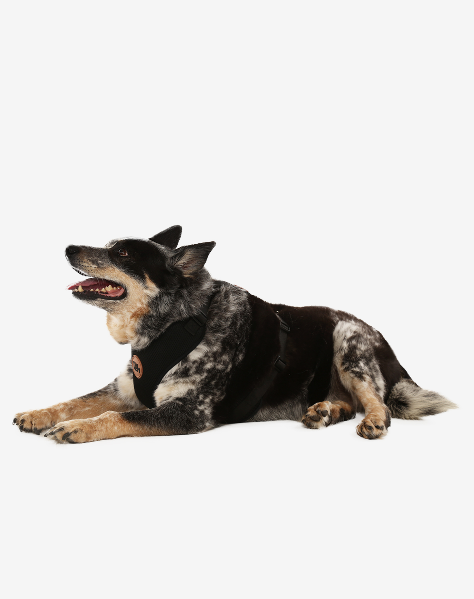 Toh - Wholesale Pet Harness - Dog - H-Mesh Dog Harness Black2