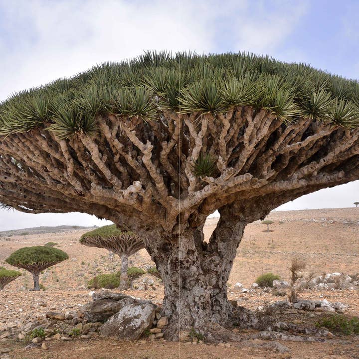 The Creative Company - Wholesale Nature and outdoors - Dragon Blood Tree1