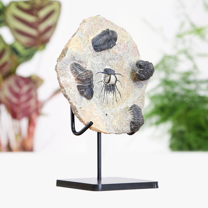 Horned & Reedops Trilobite Collection Bespoke Steel Stand for wholesale by Curated Studio